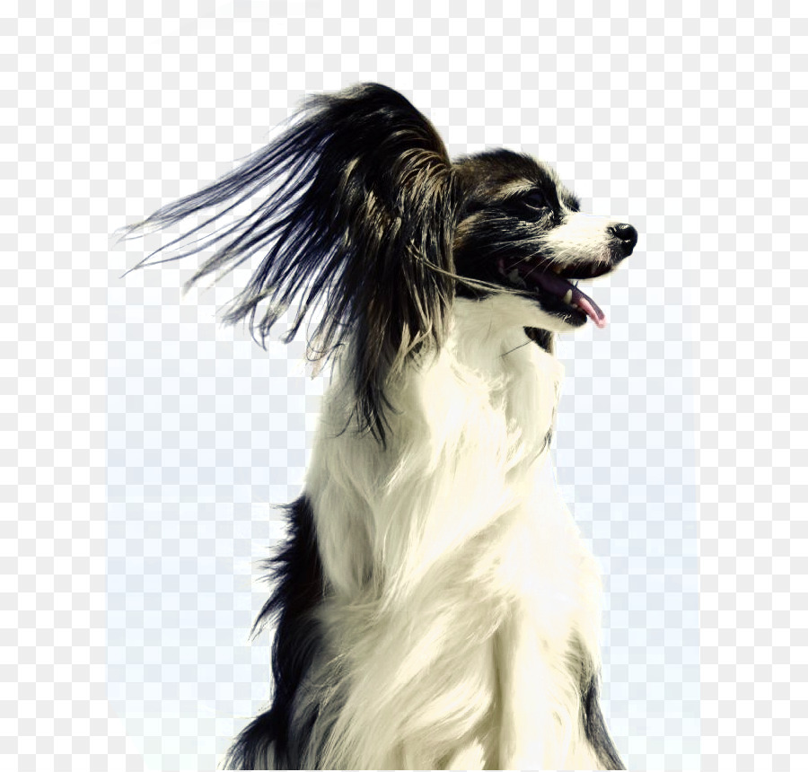 Chien，Animal De Compagnie PNG