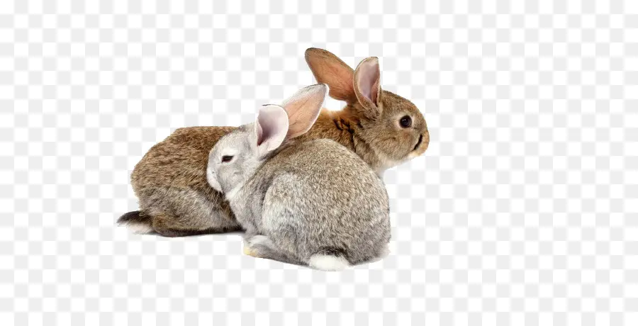 Hollande Lop，Lapin PNG