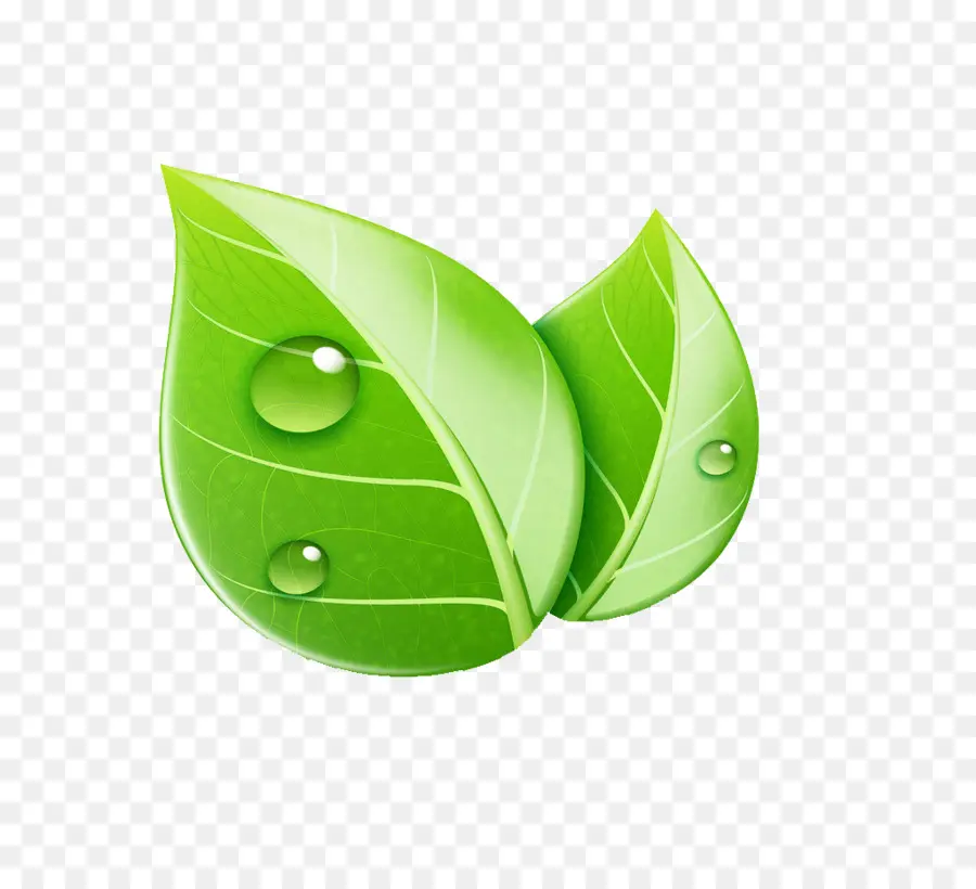 Feuille Verte，Gouttelettes D'eau PNG