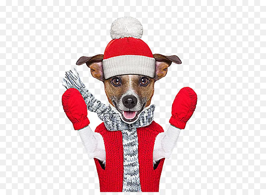 Chien En Vêtements D'hiver，Animal De Compagnie PNG