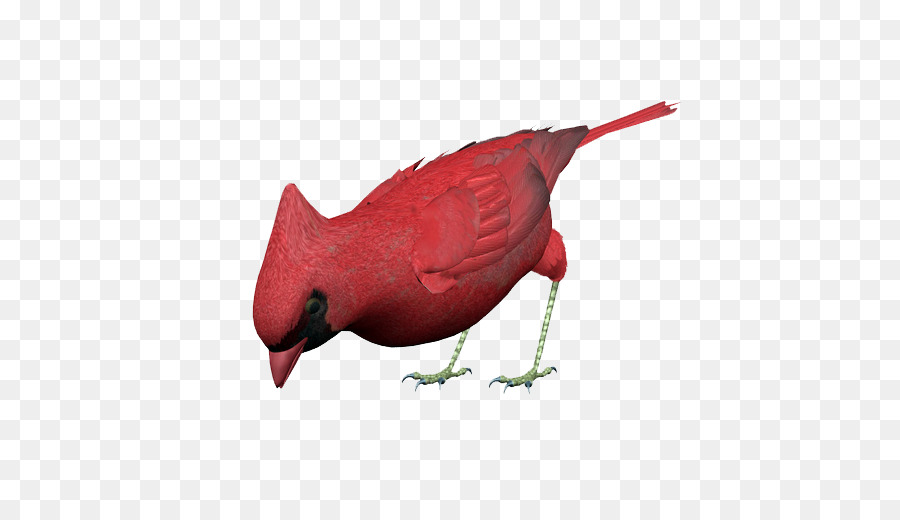 Oiseau Rouge，Oiseau PNG