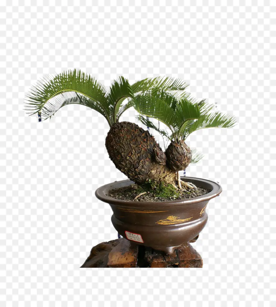 Sago Palm，Cycas Rumphii PNG