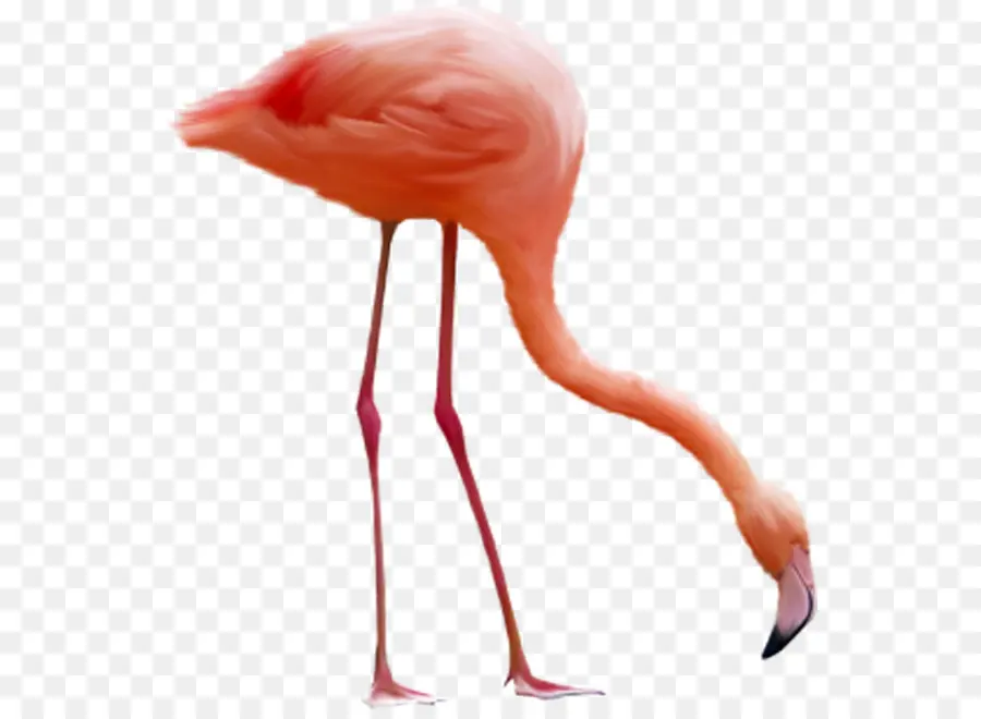 Flamant Rose，Debout PNG