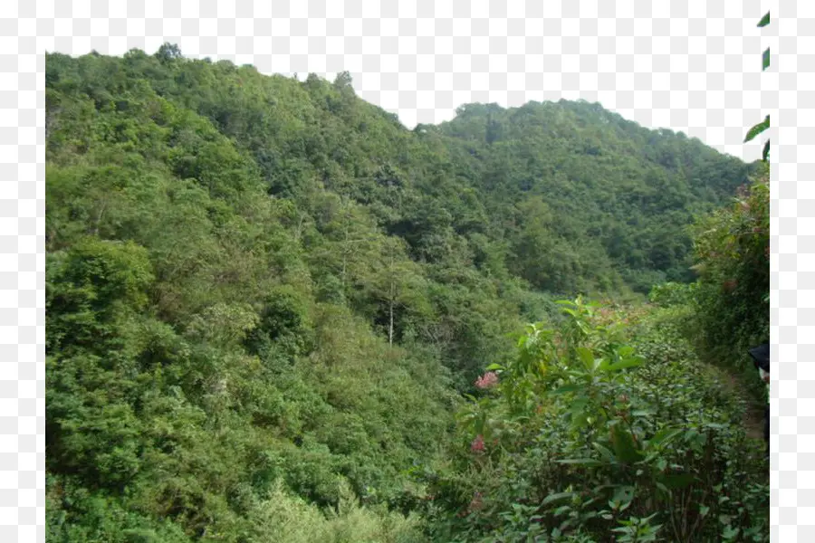 Valdivian Forêt Pluviale Tempérée，Woodland PNG