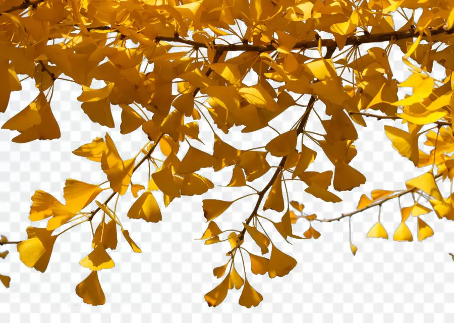 Feuilles Jaunes，Bifurquer PNG