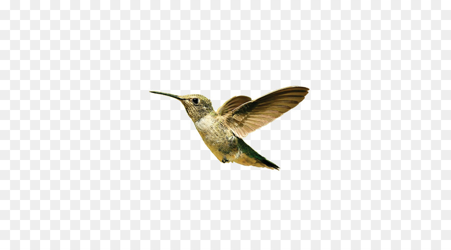 Colibri，Vol PNG