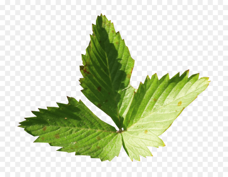 Feuilles Vertes，Nature PNG