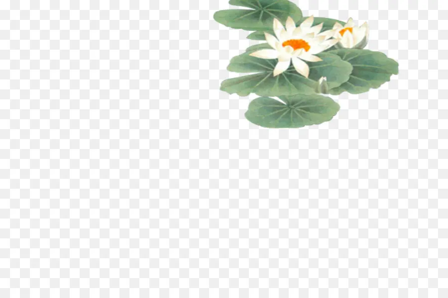 Fleurs De Lotus Vertes，Nénuphars PNG