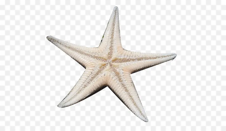 Les étoiles De Mer，Matériel PNG