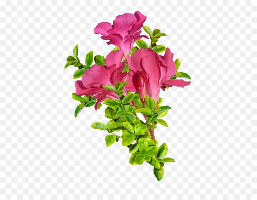 Damasure Rose，Fleur PNG