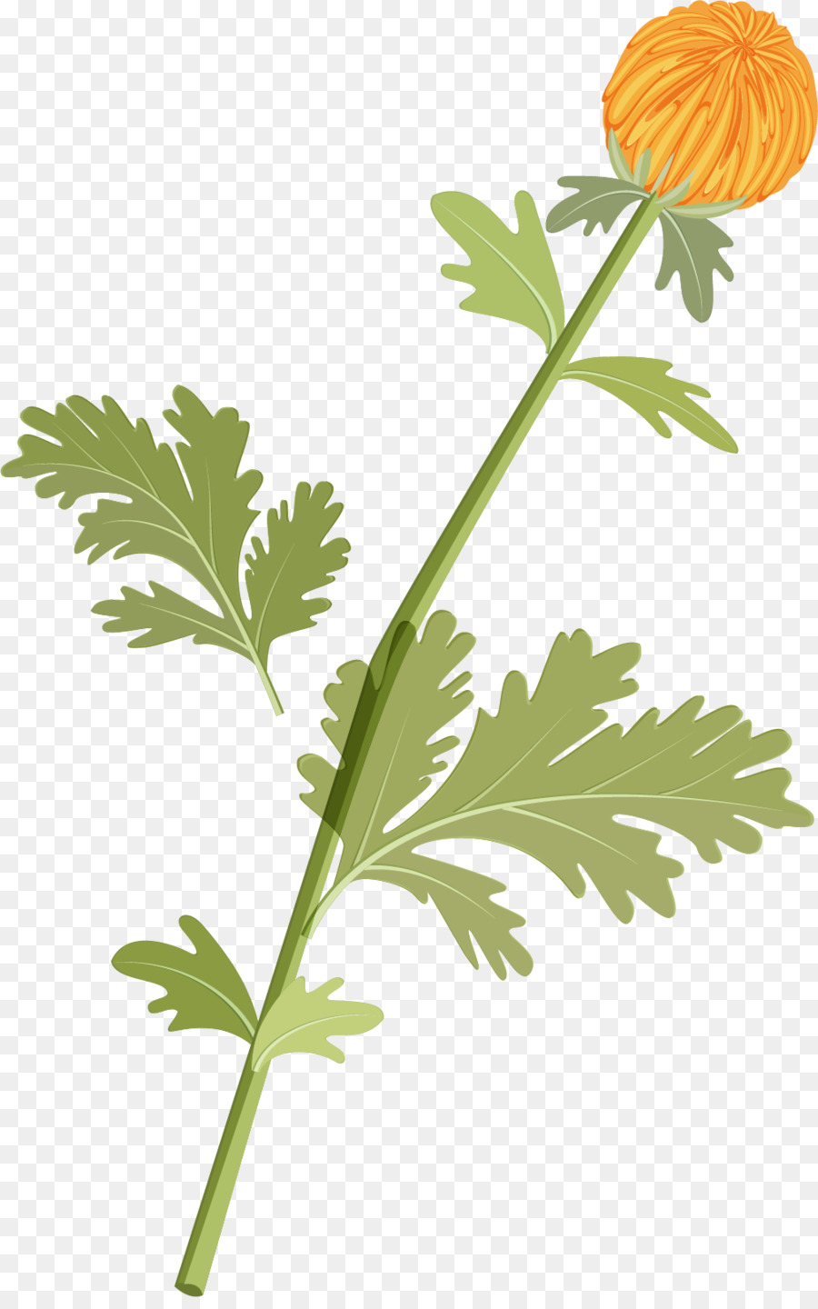 Dessin Animé，Légume De Feuille PNG