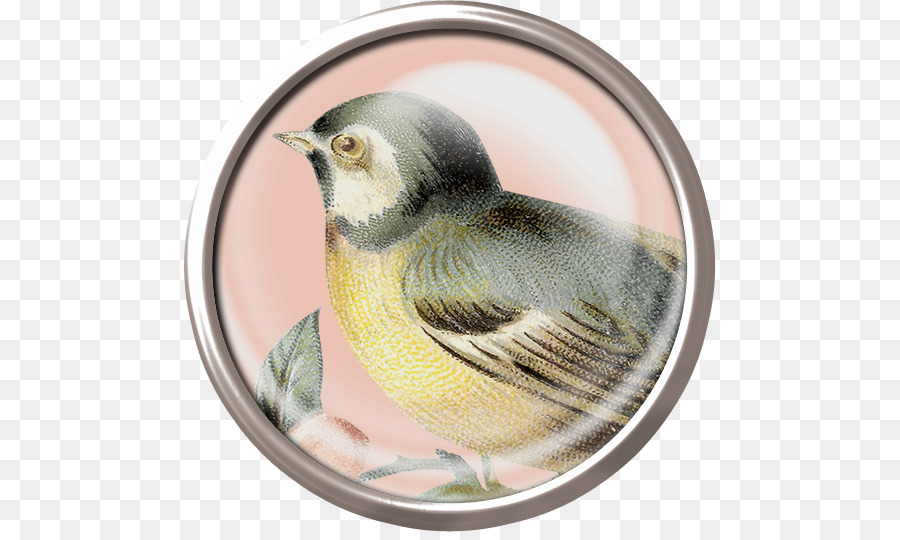 Oiseau，Migpie Eurasienne PNG