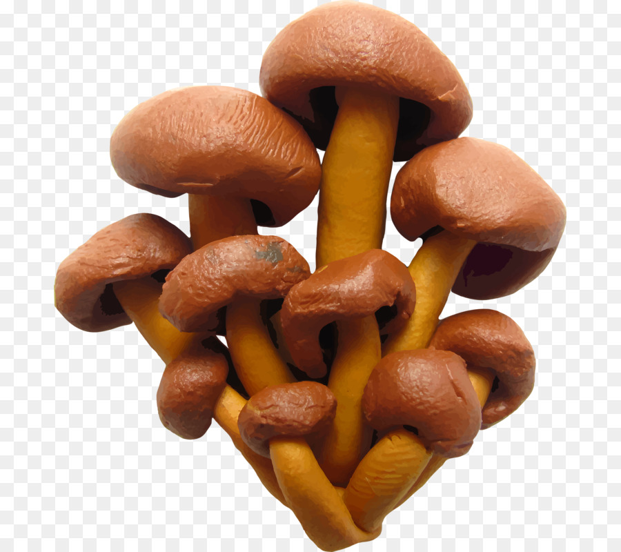 Champignons Bruns，Grappe PNG