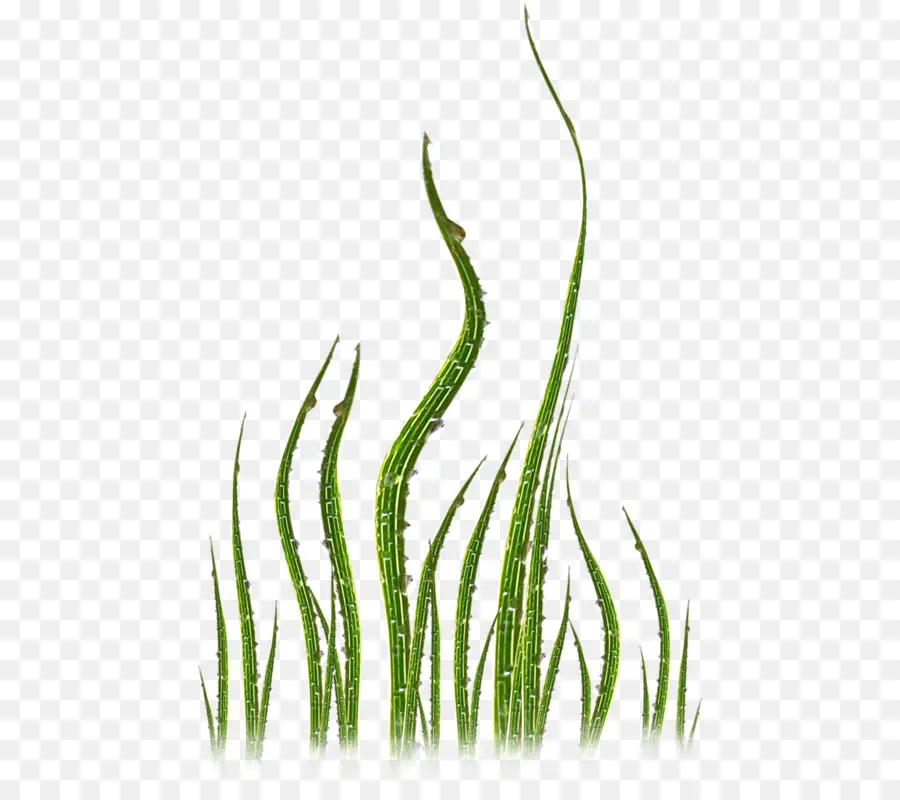 Herbe，Vert PNG