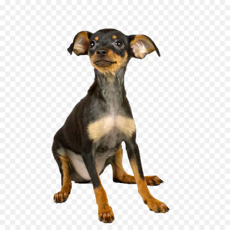 Chihuahua，Animal De Compagnie PNG