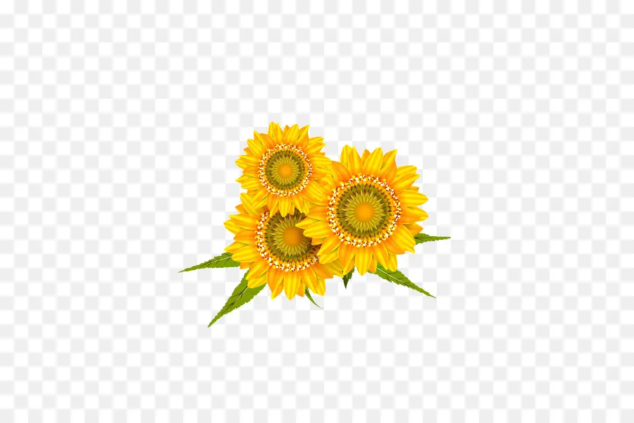 Tournesols，Jaune PNG