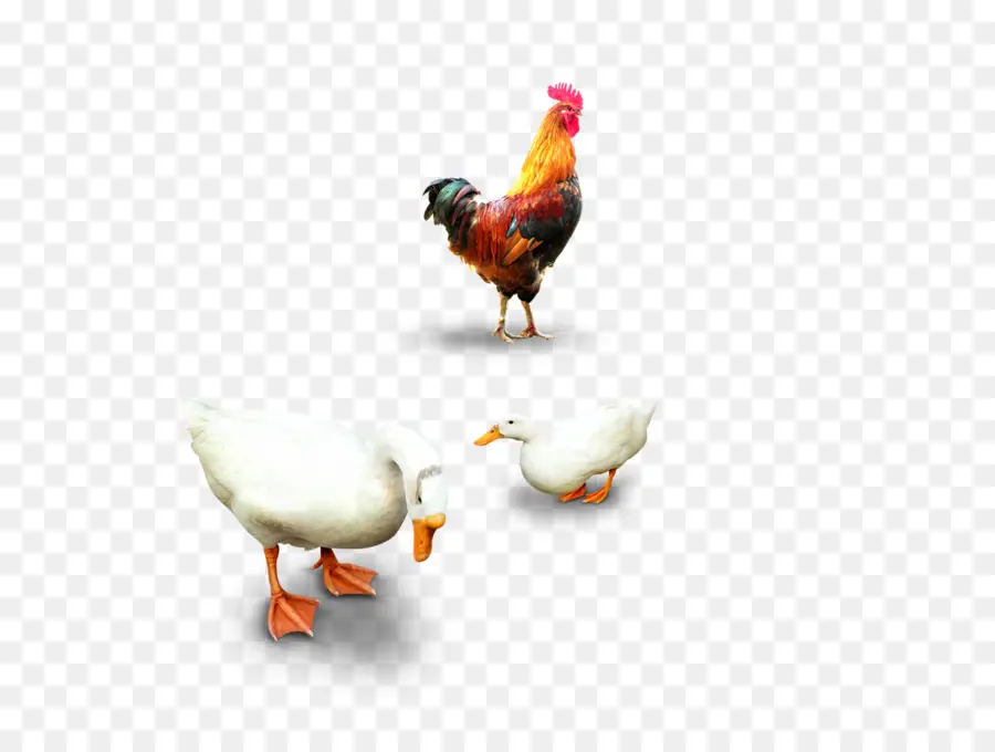 Animaux De La Ferme，Coq PNG