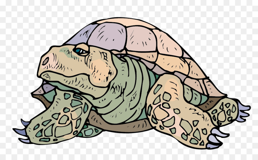 Tortue，Reptile PNG