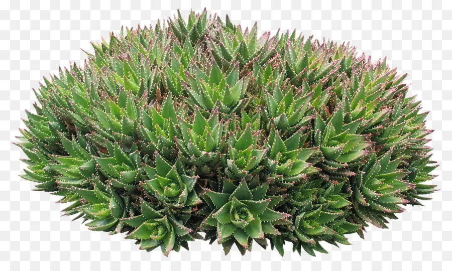 Plante Succulente Verte，Succulent PNG