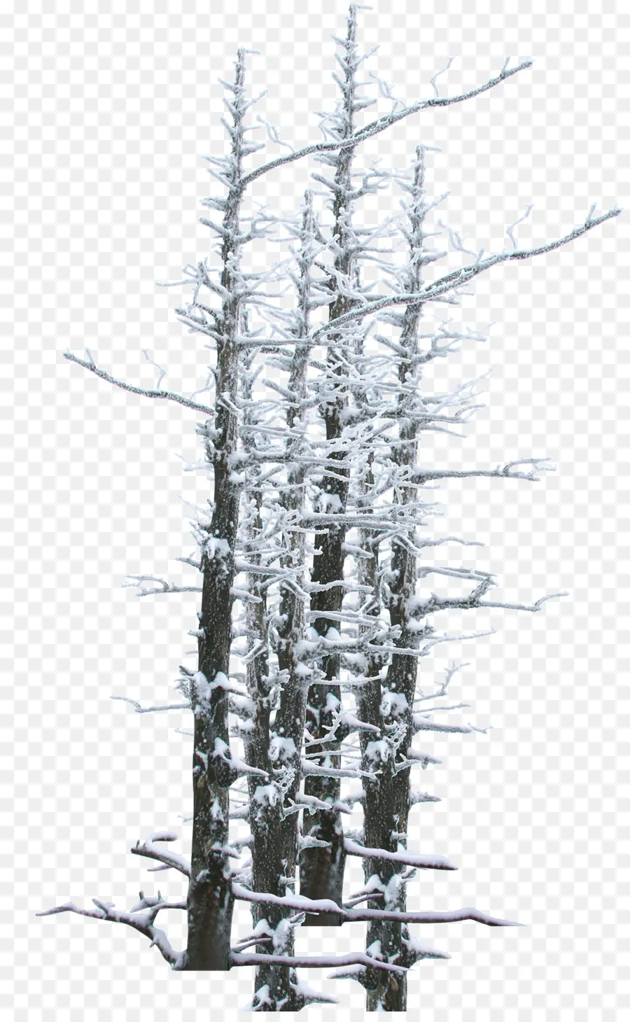 Arbres Enneigés，Hiver PNG