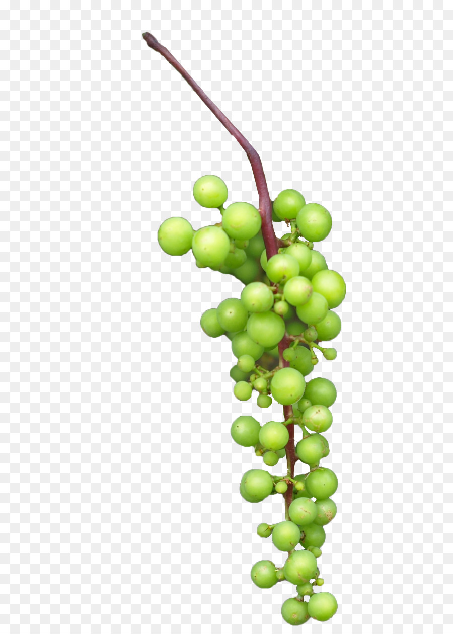 Raisins Verts，Vigne PNG