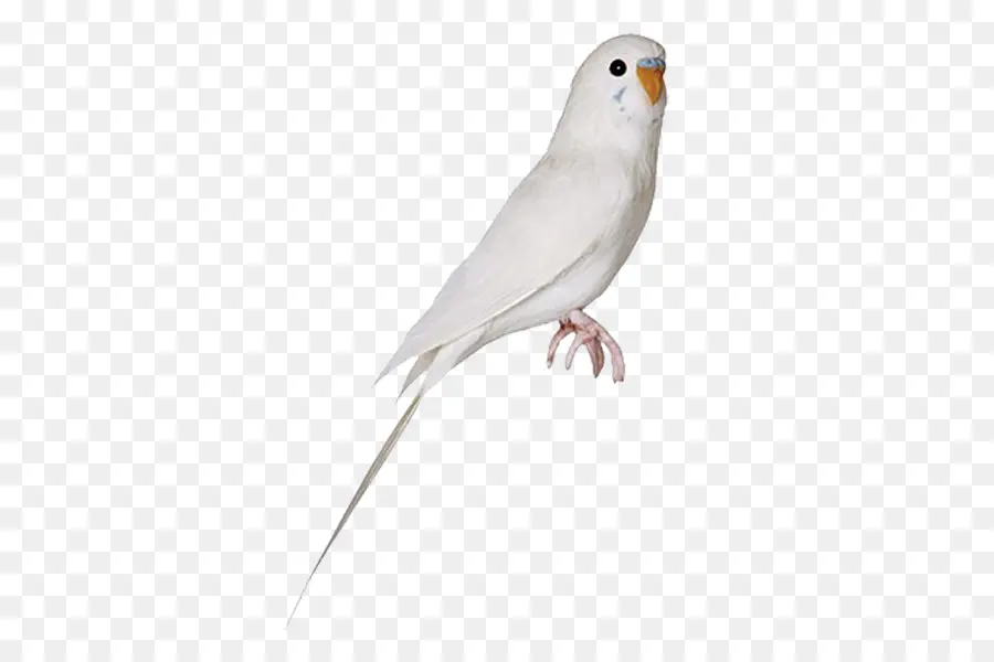 Oiseau Blanc，Perroquet PNG