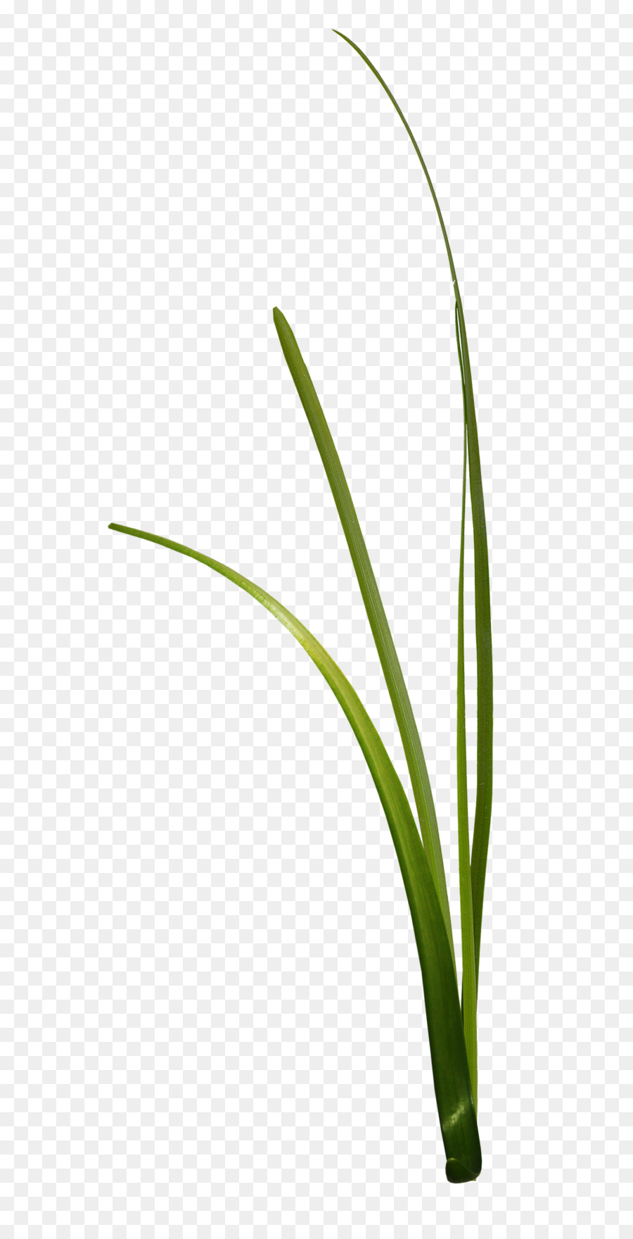 Oignons Verts，Frais PNG