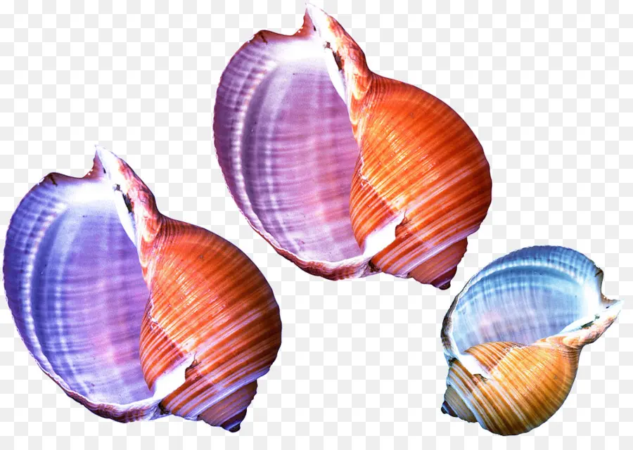 Coquilles Colorées，Mer PNG