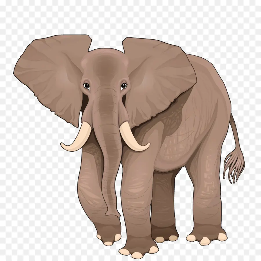 Éléphant，Gris PNG