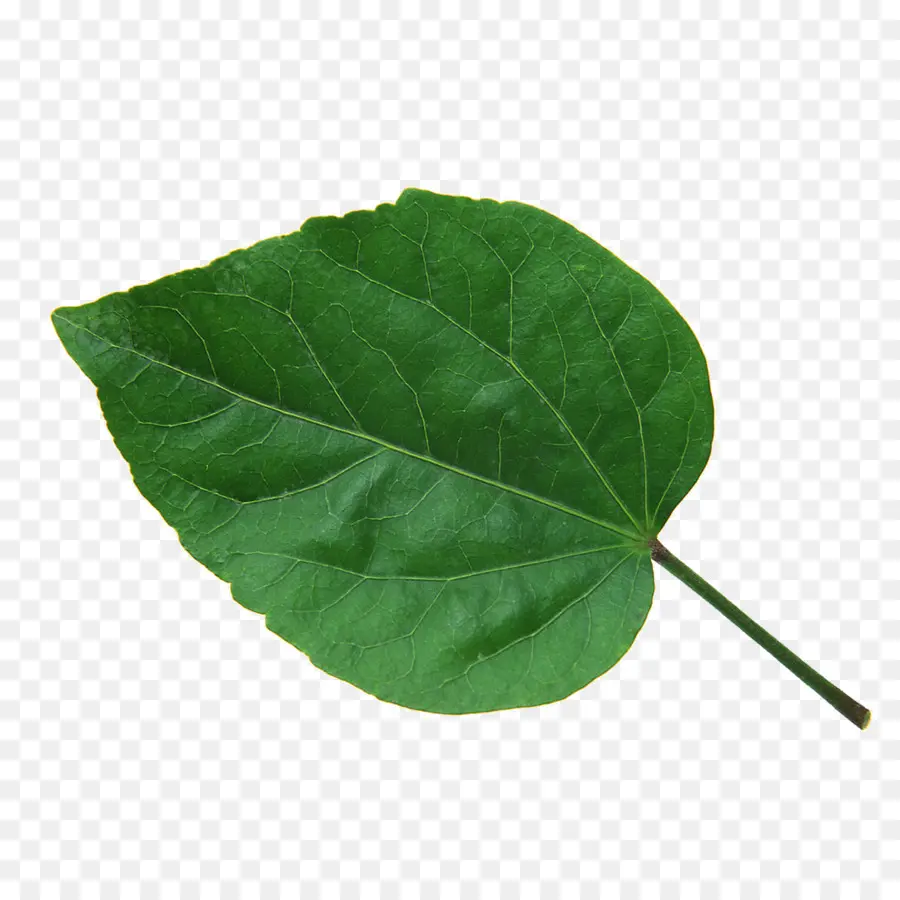 Feuille Verte，Usine PNG