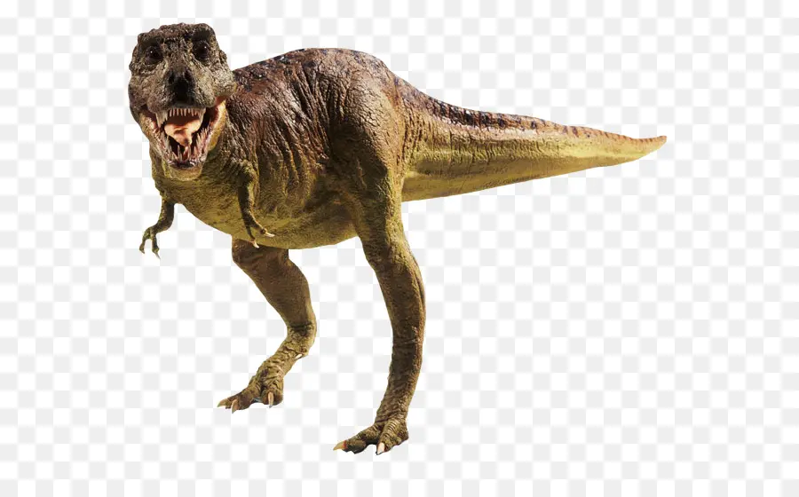 Réservation D'empreintes De Pas De Dinosaure，Tyrannosaurus PNG