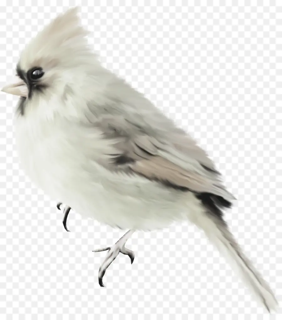 Oiseau Blanc，Plumes PNG