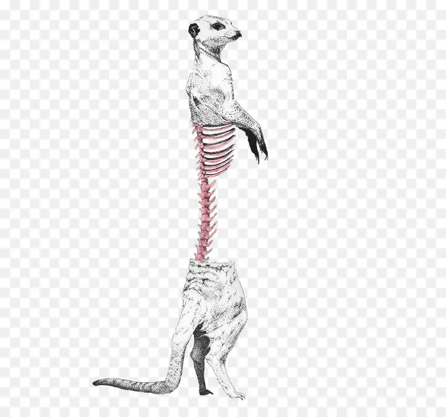 Squelette De Suricate，Squelette PNG