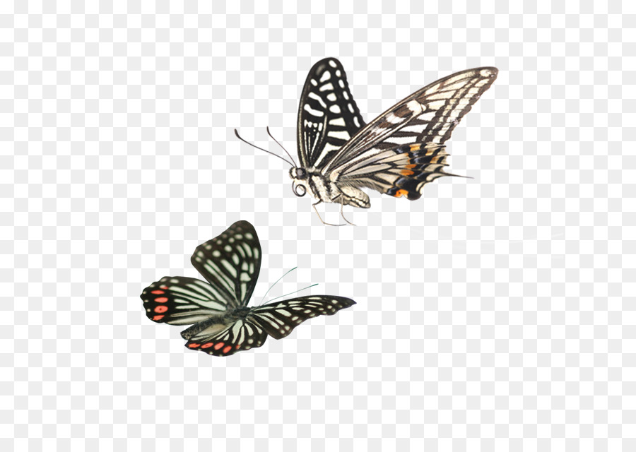 Papillons，Ailes PNG