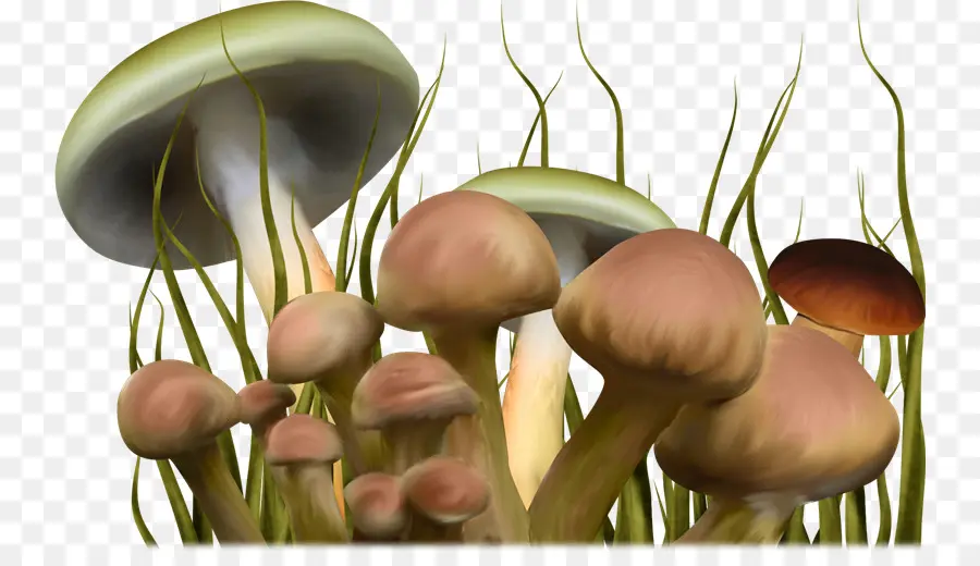 Champignons，Champignon Hallucinogène PNG