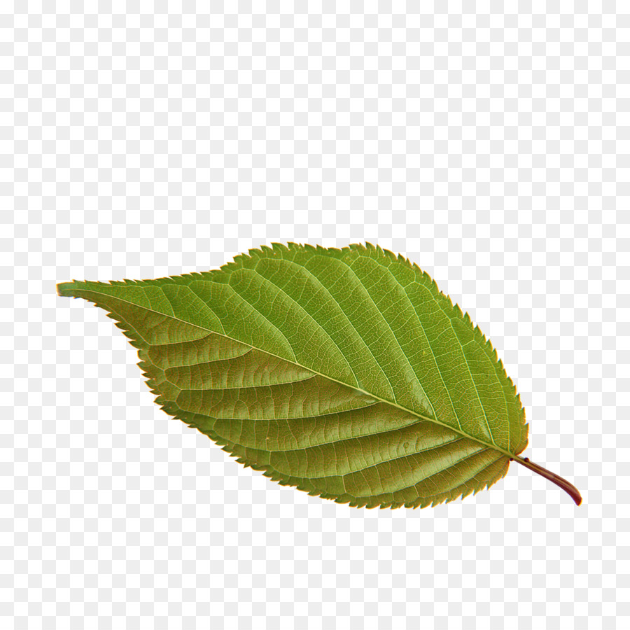 Feuille，Vert PNG