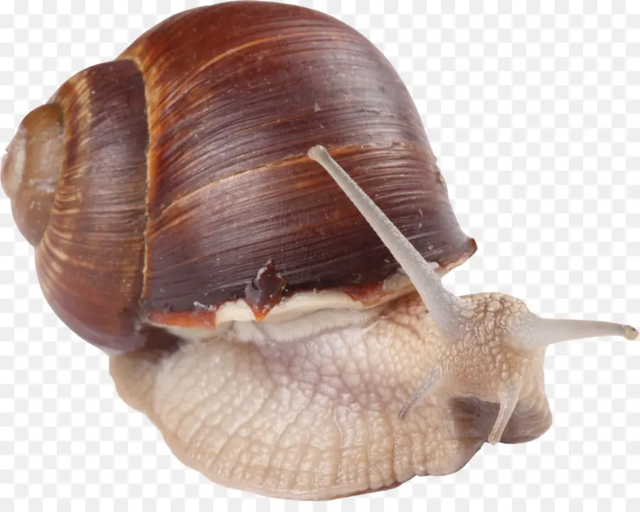 Escargot，Mollusque PNG