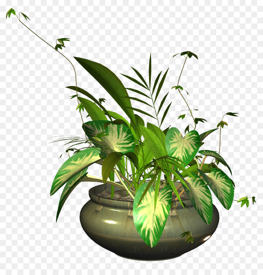 Plante En Pot，Feuilles PNG