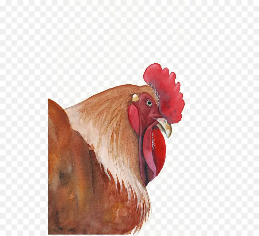 Coq，Poulet PNG