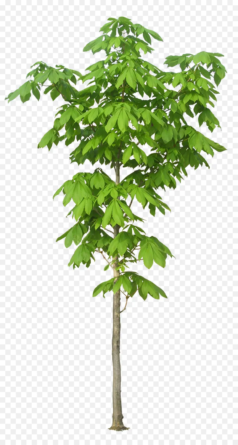 Arbre，Usine PNG