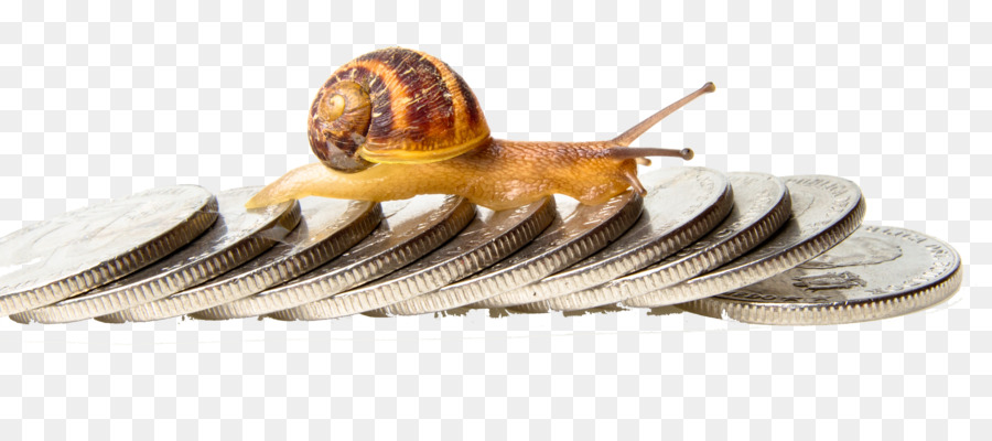 Escargot Sur Les Pièces，Lent PNG