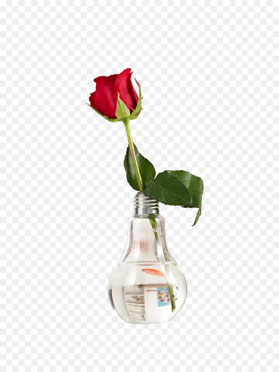 Rose Dans L'ampoule，Fleur PNG