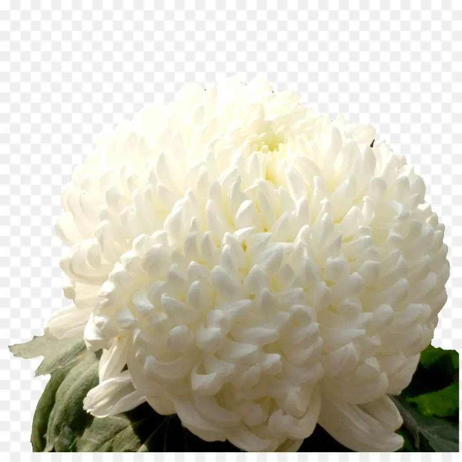 Chrysanthème Xd7grandiflorum，Google Images PNG