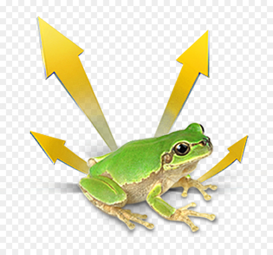 Grenouille，Vrai Grenouille PNG