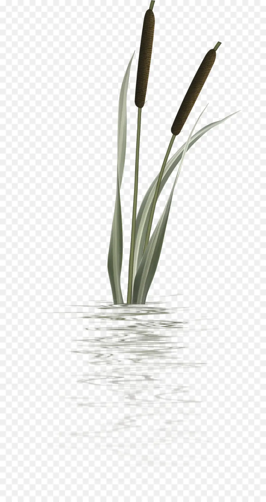 Typha Orientalis，Abrelet PNG