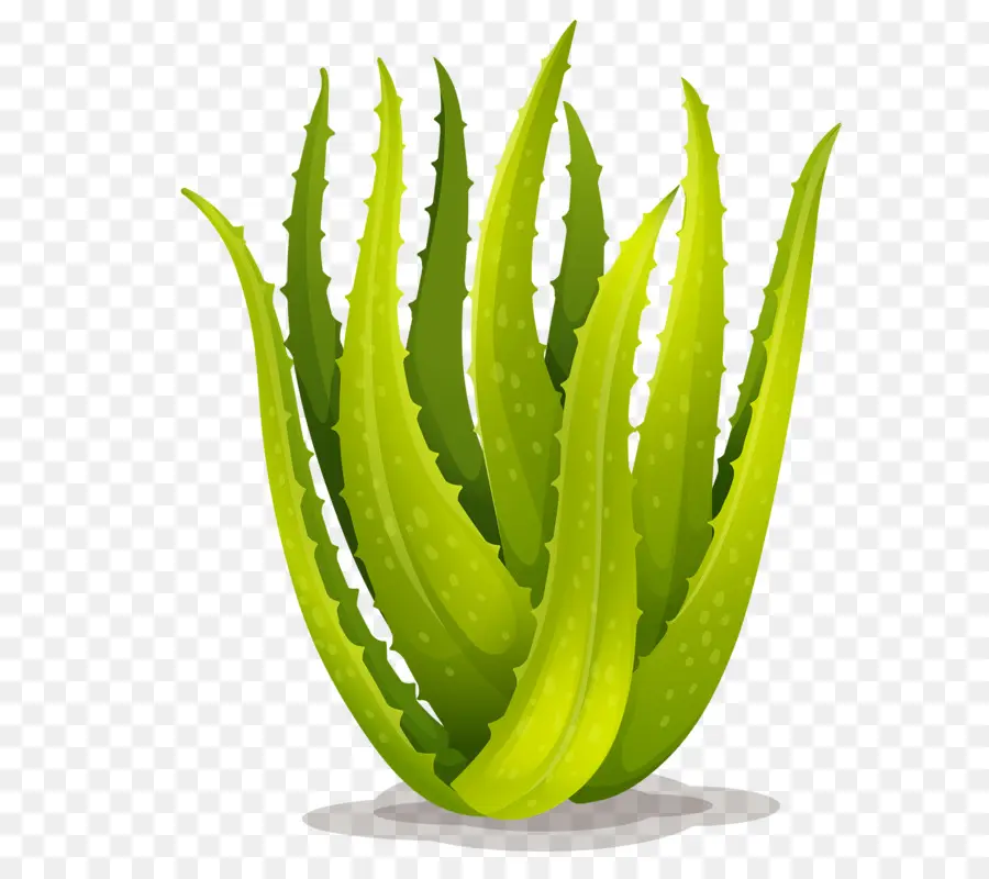 Aloe Vera Vert，Succulent PNG