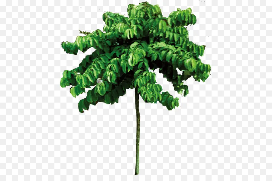 Arbre，Vert PNG