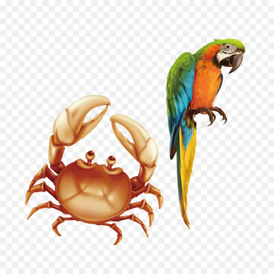 Crabe Et Perroquet，Mer PNG