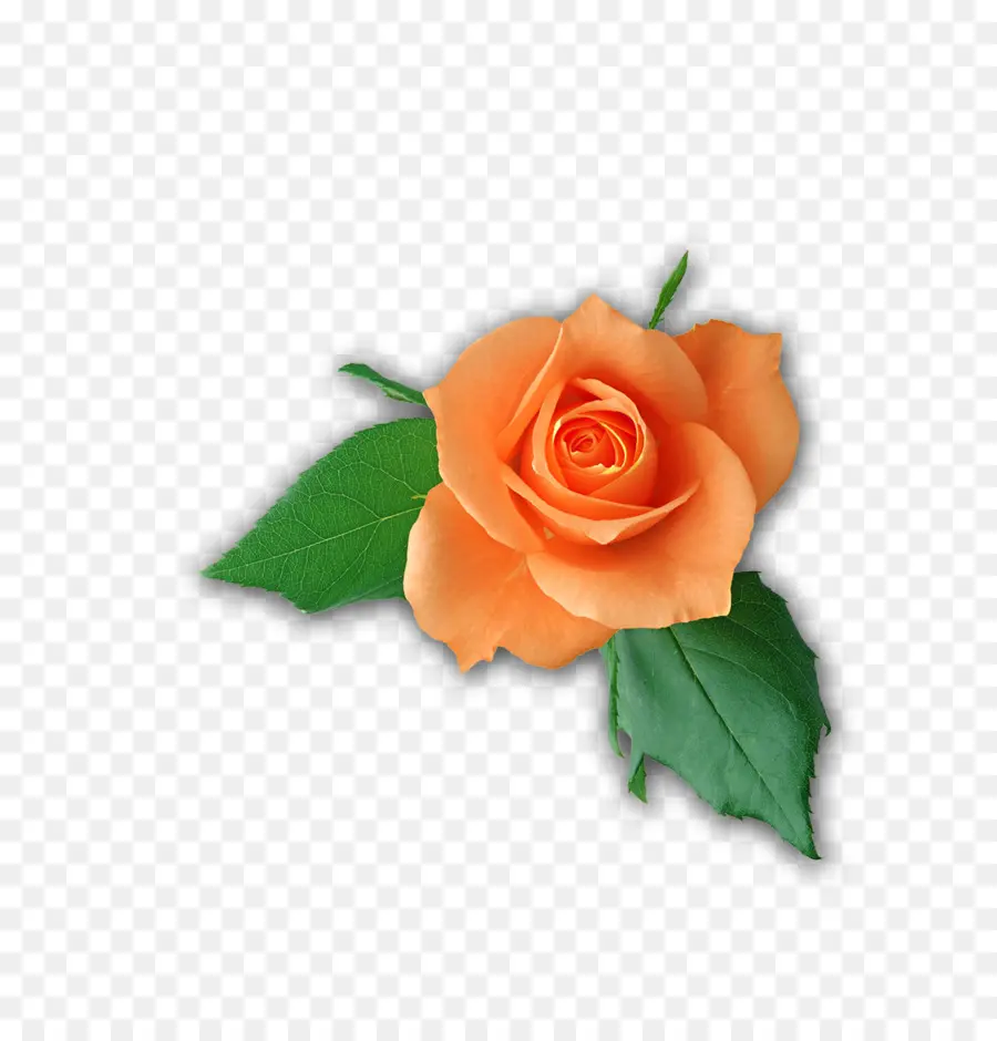 Rose Jaune，Floraison PNG