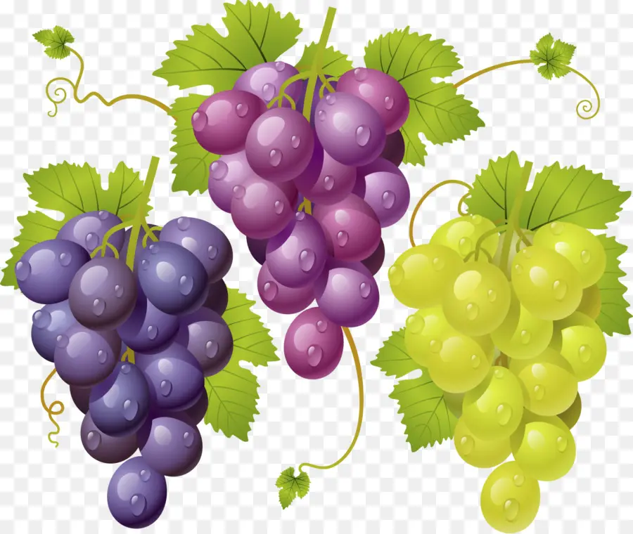 Raisins，Vigne PNG